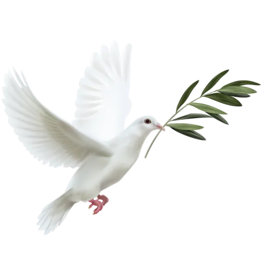 White dove carrying olive branch symbolising peace.